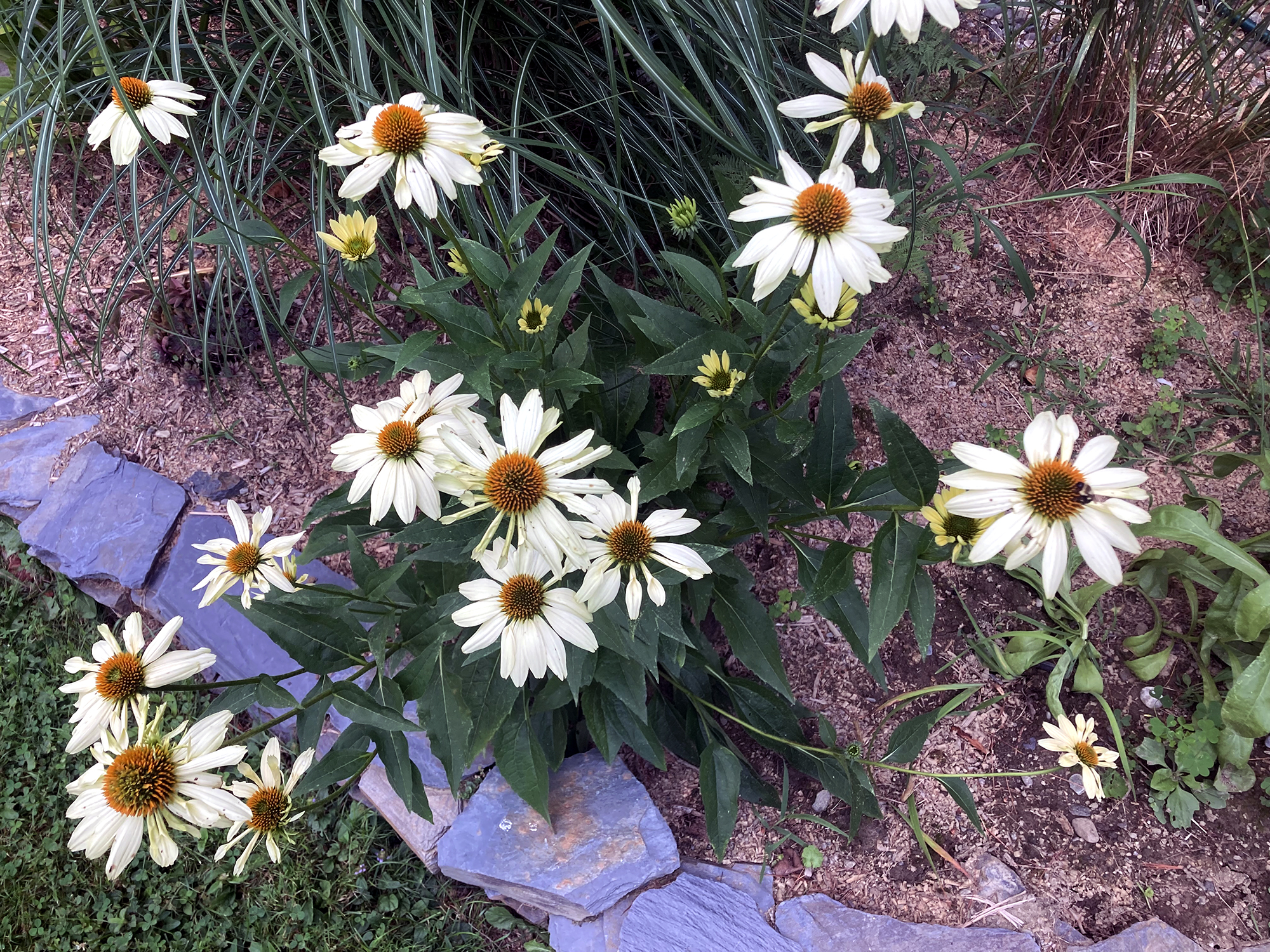 white flowers with orange middles