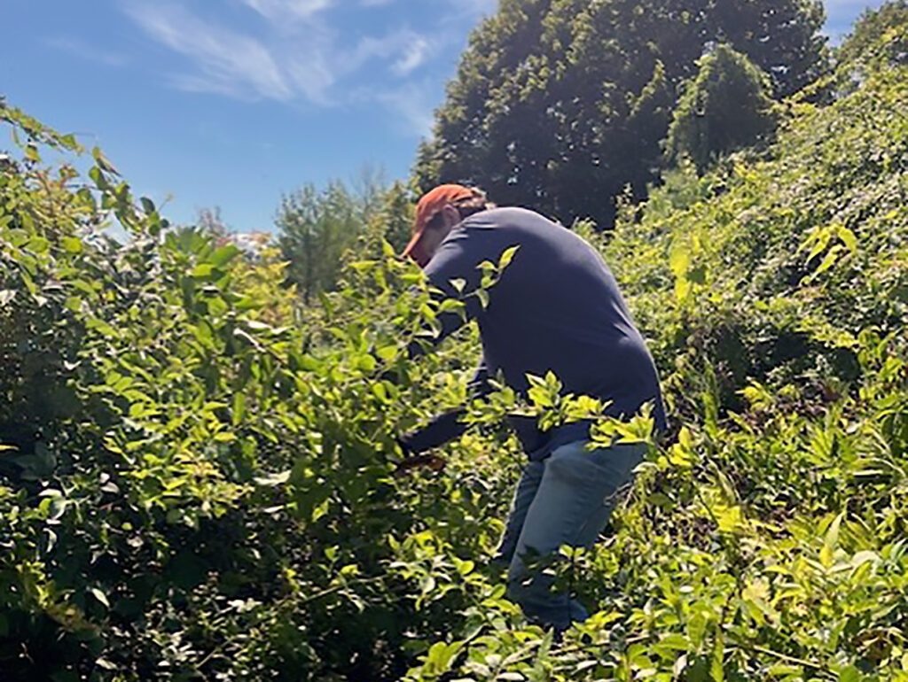 A figure is pruning a bush