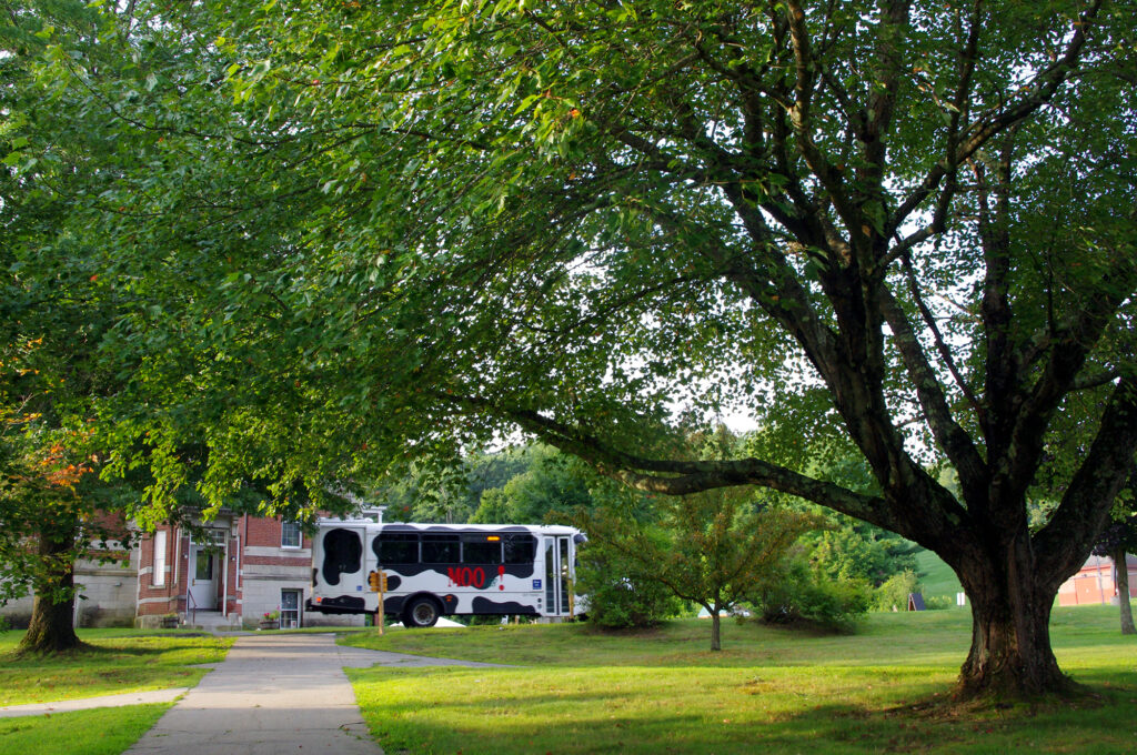 A cow printed bus drives through the grassy campus past a large tree